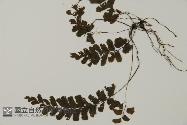 長尾鐵線蕨藏品圖，第4張