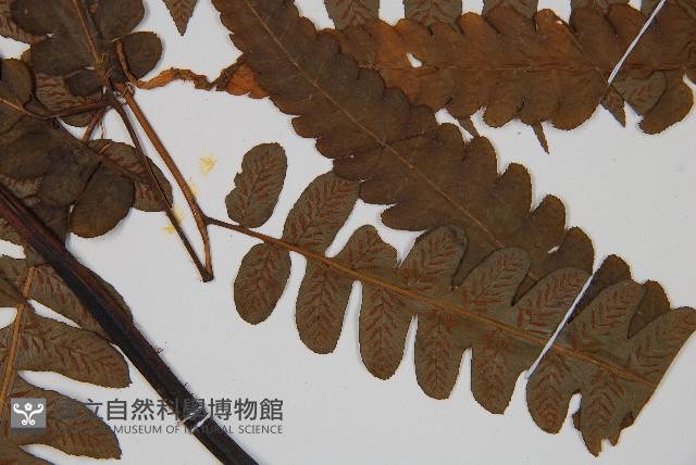 廣葉鋸齒雙蓋蕨藏品圖，第3張