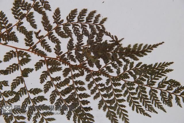 登錄號:P003856藏品圖，第4張