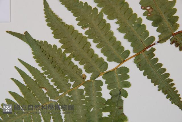 東洋蹄蓋蕨藏品圖，第4張
