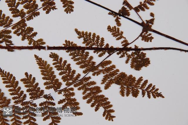 亮毛蕨藏品圖，第7張