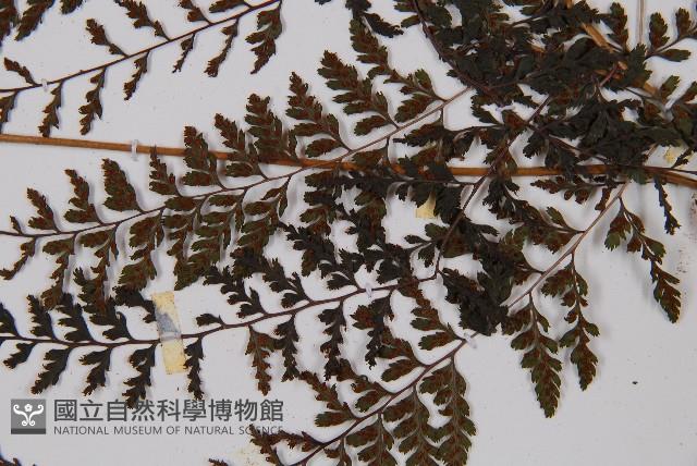 三回蹄蓋蕨藏品圖，第4張