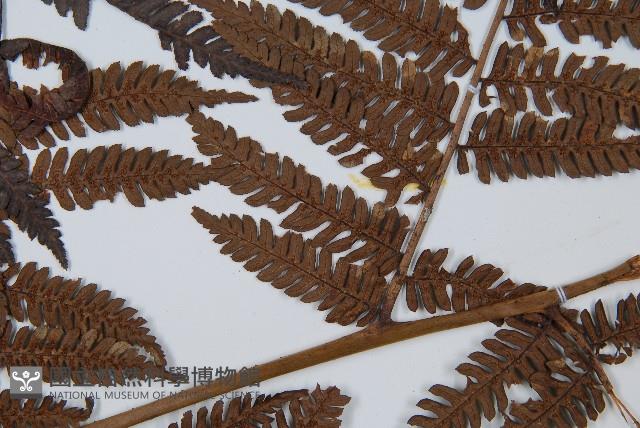 臺灣桫欏藏品圖，第4張