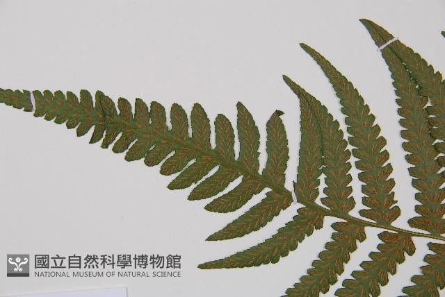 東洋蹄蓋蕨藏品圖，第4張