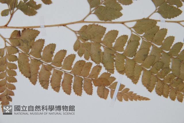長尾複葉耳蕨藏品圖，第4張