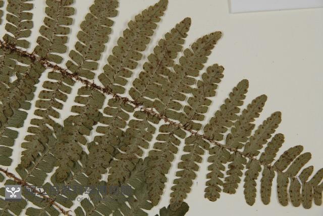 玉山肋毛蕨藏品圖，第4張