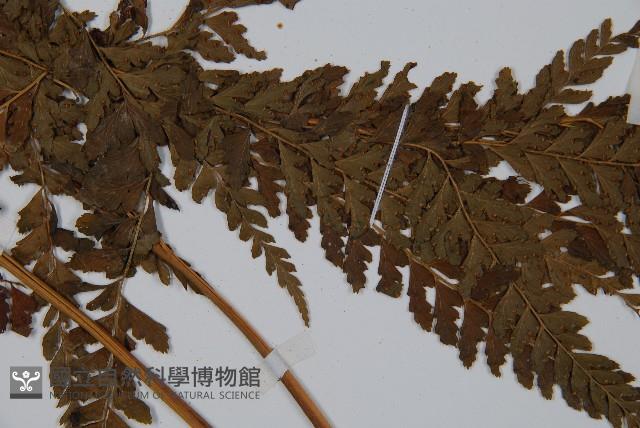 粗毛鱗蓋蕨藏品圖，第4張