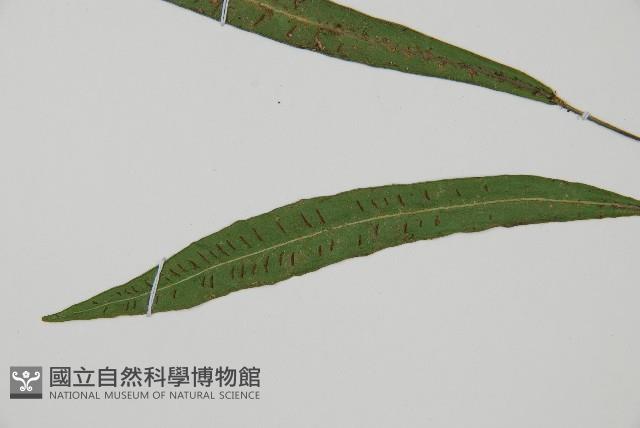 單葉雙蓋蕨藏品圖，第4張