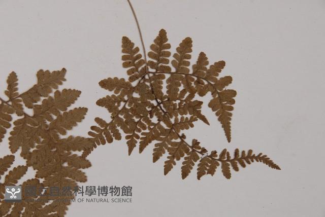 腫足蕨藏品圖，第4張