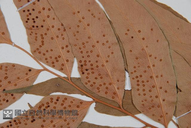 披針貫眾蕨藏品圖，第4張