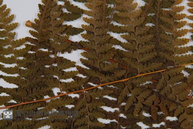 熱帶鱗蓋蕨藏品圖，第4張