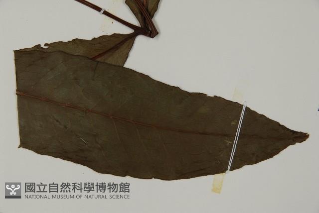 沙皮蕨藏品圖，第4張