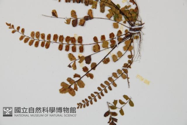 鐵角蕨藏品圖，第4張