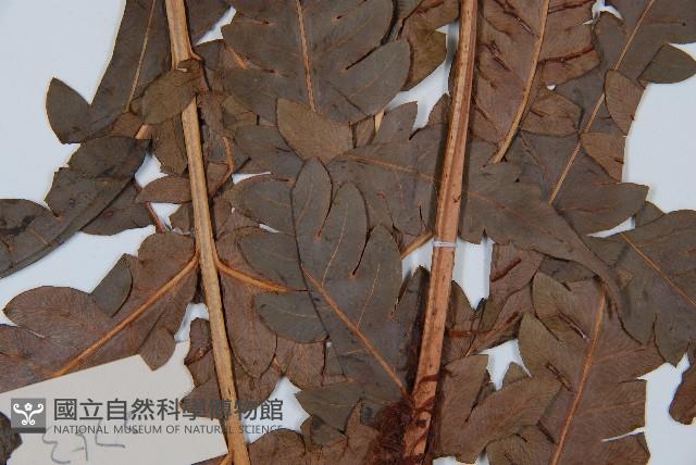 日本狗脊蕨藏品圖，第4張