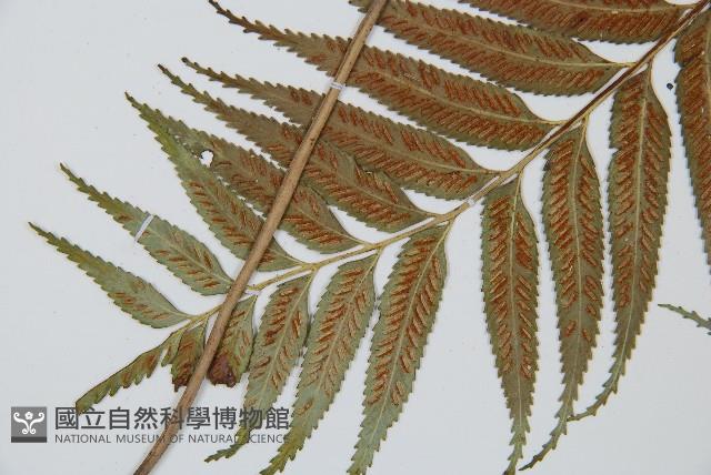 蘭嶼鐵角蕨藏品圖，第4張