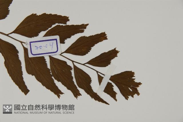 革葉鐵角蕨藏品圖，第3張