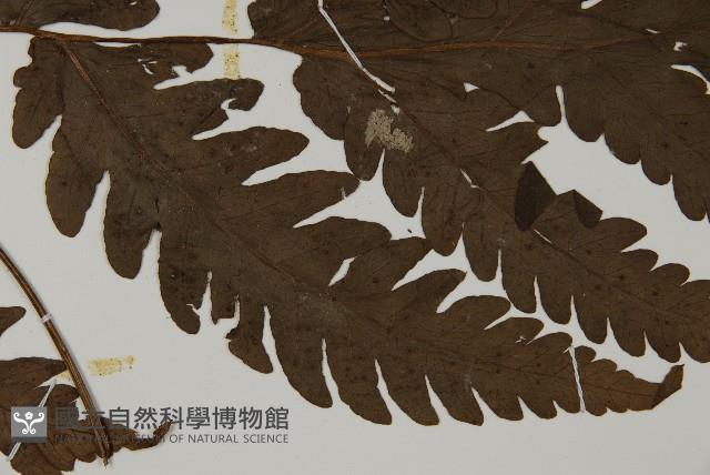 陰地三叉蕨藏品圖，第4張