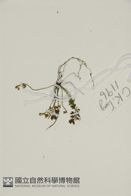 姬鐵角蕨藏品圖，第2張