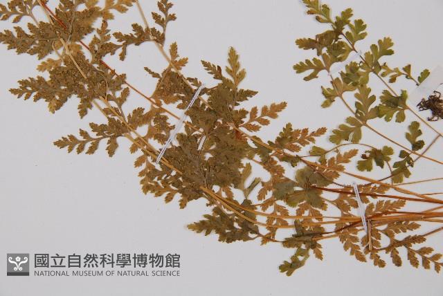 冷蕨藏品圖，第4張