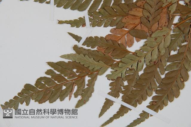 小葉複葉耳蕨藏品圖，第4張