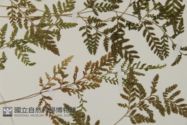 修足腫足蕨藏品圖，第7張