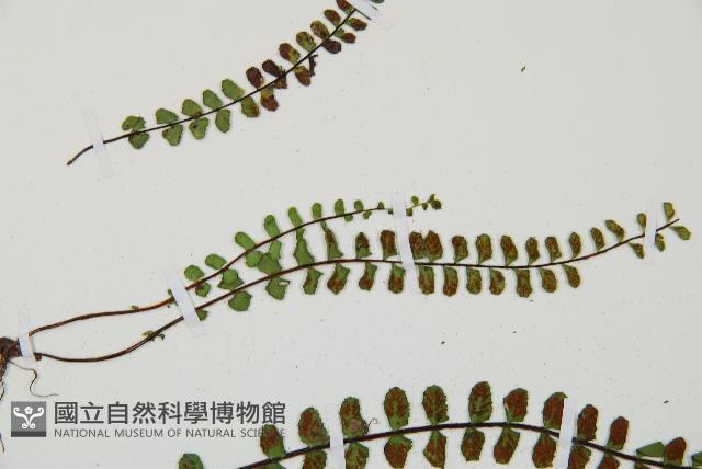 鐵角蕨藏品圖，第4張