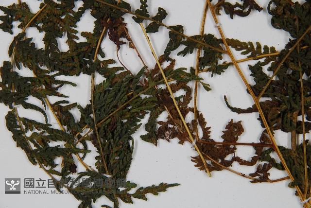 蕨藏品圖，第4張