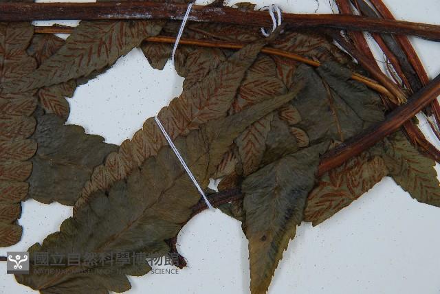 毛柄短腸蕨藏品圖，第4張