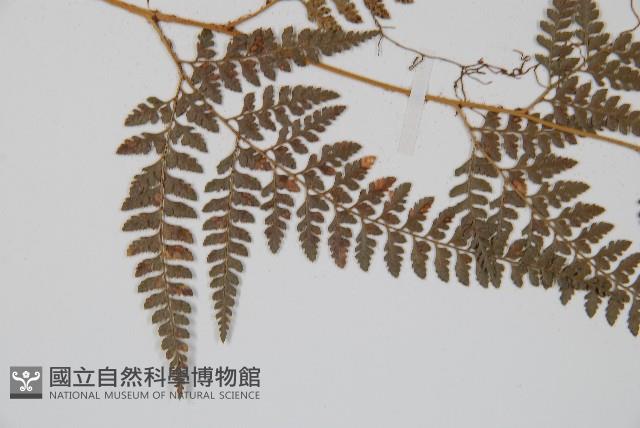 小葉複葉耳蕨藏品圖，第4張