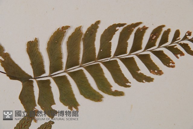 單邊鐵角蕨藏品圖，第4張