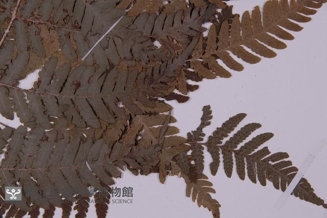 愛德氏肋毛蕨藏品圖，第4張