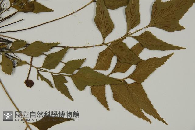 革葉鐵角蕨藏品圖，第4張