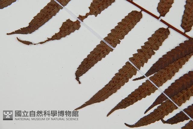 鬼桫欏藏品圖，第4張