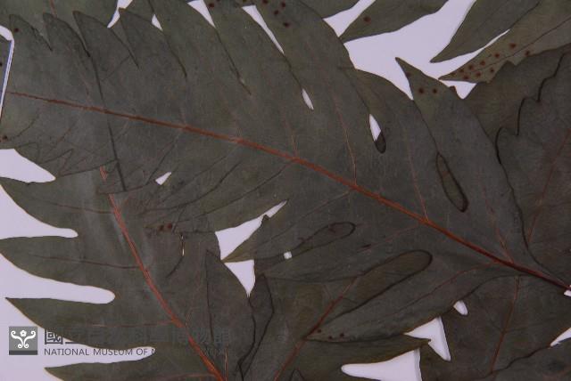 蛇脈三叉蕨藏品圖，第4張