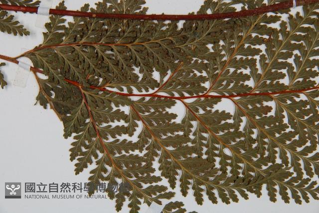 光葉碗蕨藏品圖，第4張