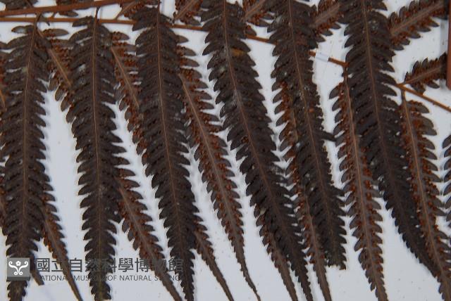 金狗毛蕨藏品圖，第4張