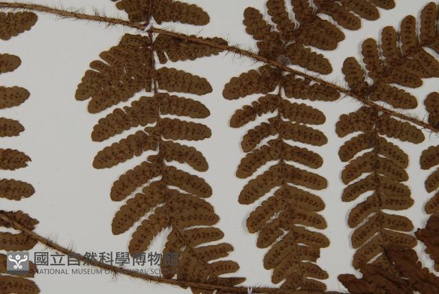 愛德氏肋毛蕨藏品圖，第4張