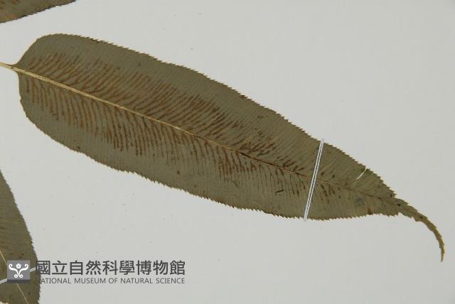 華鳳丫蕨藏品圖，第4張