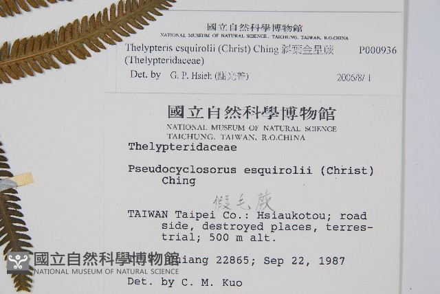 斜葉金星蕨藏品圖，第4張