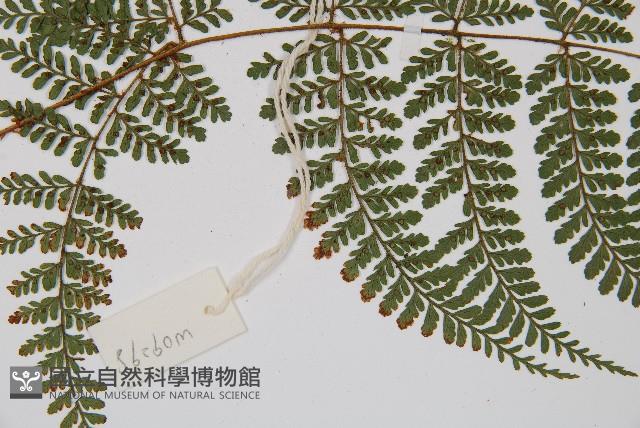 紅線蕨藏品圖，第4張