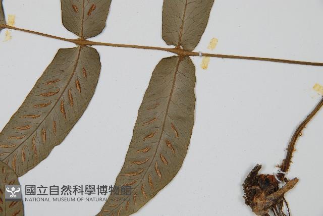網脈雙蓋蕨藏品圖，第4張