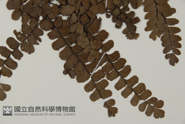 扇葉鐵線蕨藏品圖，第3張