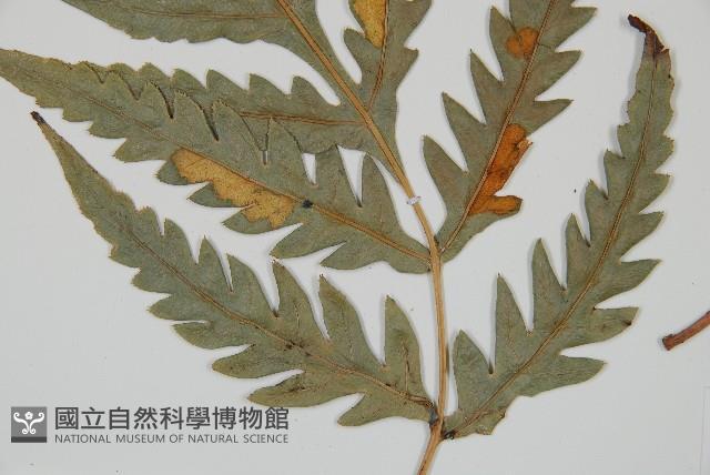 臺灣狗脊蕨藏品圖，第3張