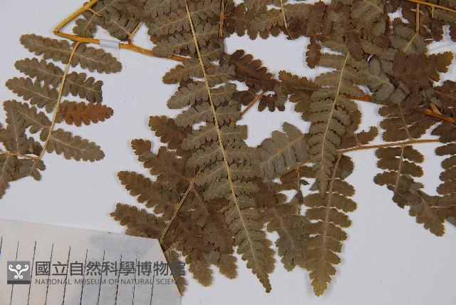 姬蕨藏品圖，第4張