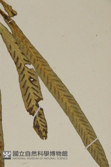 叢葉鐵角蕨藏品圖，第3張