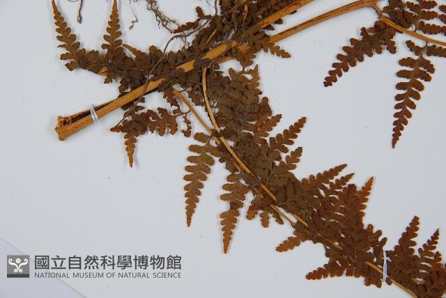 華南鱗蓋蕨藏品圖，第4張