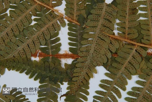 綿馬鱗毛蕨藏品圖，第4張