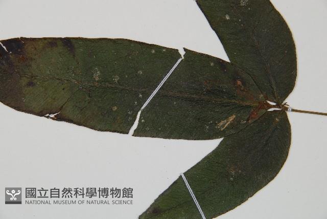 隱脈細柄雙蓋蕨藏品圖，第4張