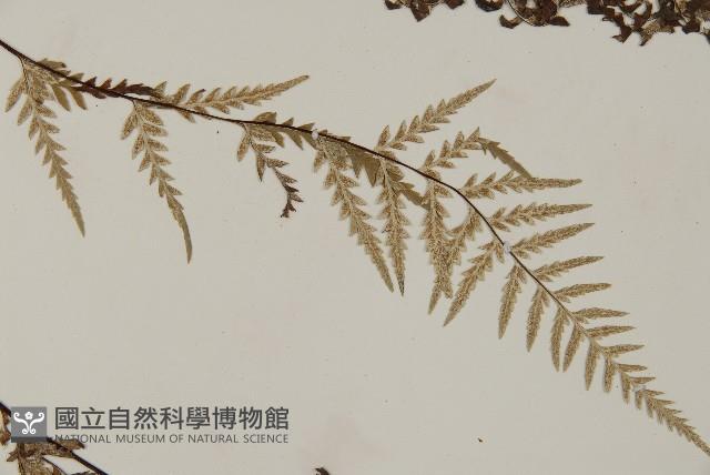 粉葉蕨藏品圖，第4張