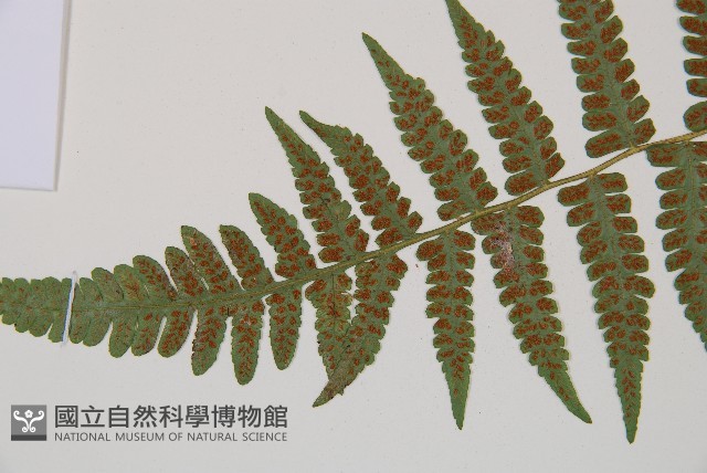 東洋蹄蓋蕨藏品圖，第4張